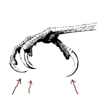 The Claw Models Milan logo