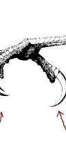 The Claw Models logo
